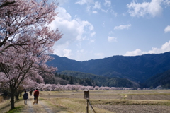 設楽町名倉：桜並木