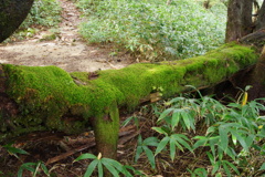 緑のベンチ