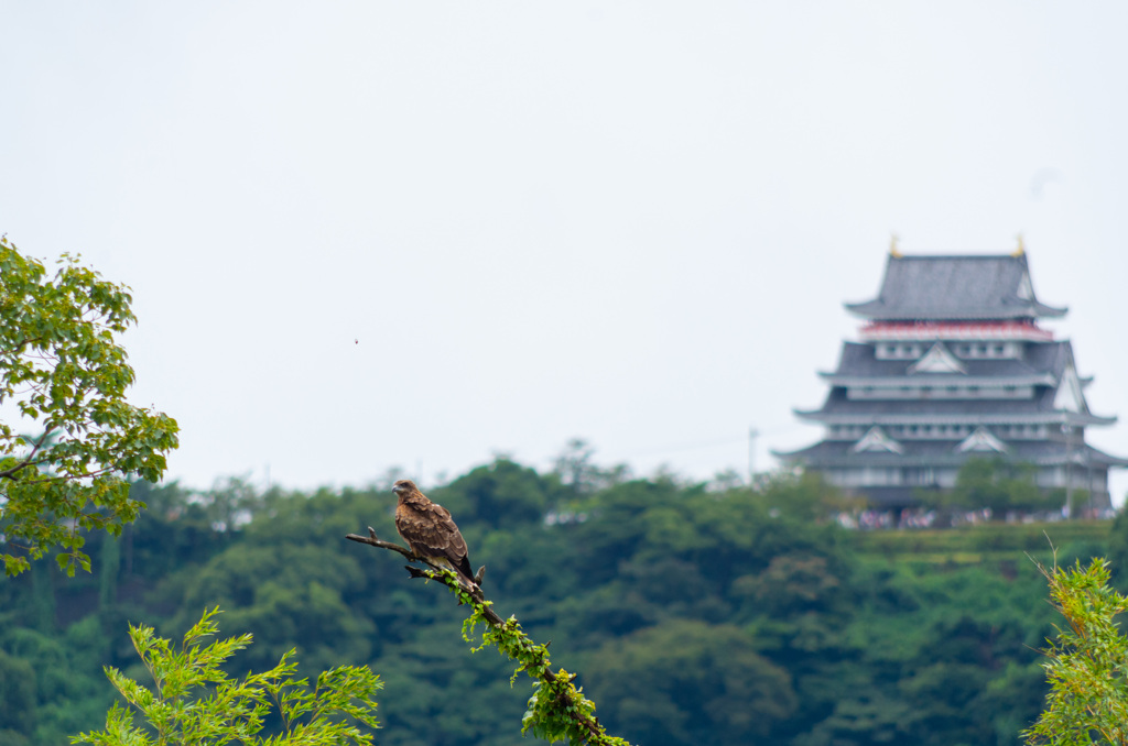 お城とトンビ