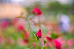 薔薇