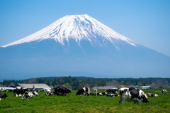 富士山麓の牧場