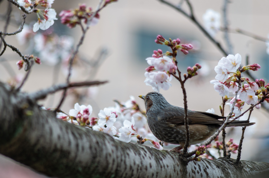 春の訪れを待つヒヨドリ