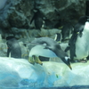 飛び込みまーす2