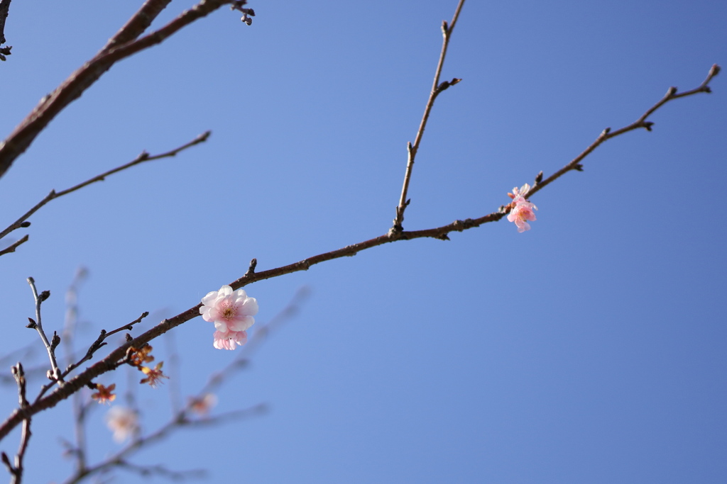梅
