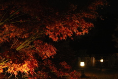 夜の庭