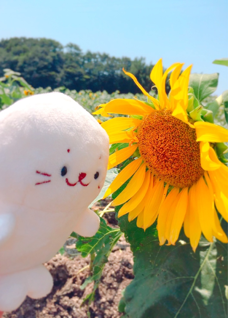 しろたんひまわりにこんにちは！