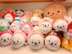 お店のしろたん