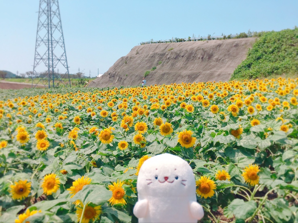 ひまわり大好きしろたん