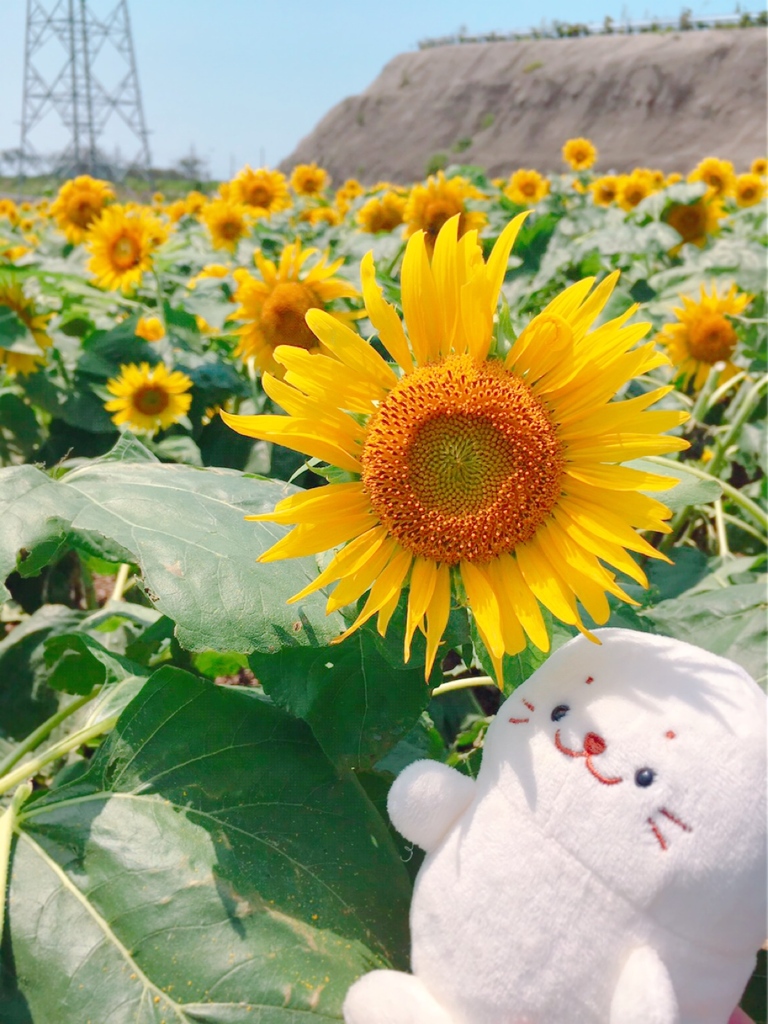 ひまわりしろたん