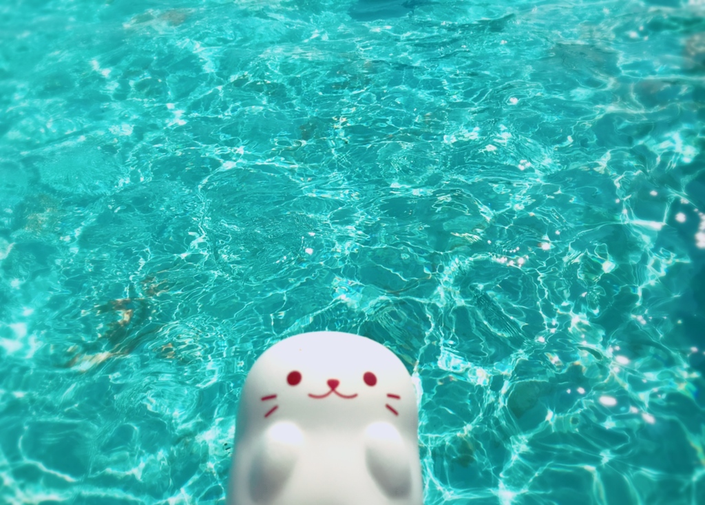 プールでのんびりしろたん