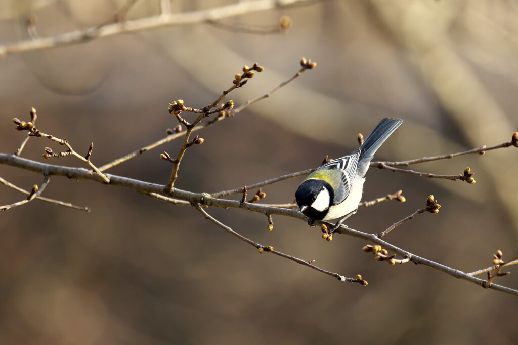 野鳥4