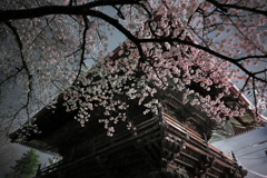 夜桜