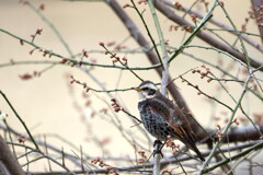 野鳥7