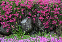 芝桜