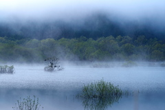 水没林