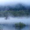 水没林