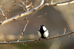 野鳥5