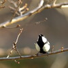 野鳥5