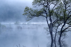 水没林