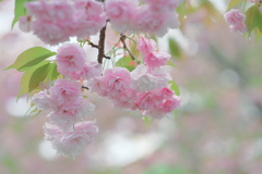 八重桜