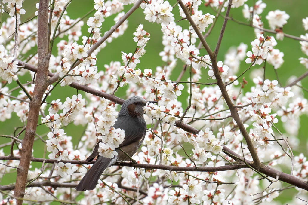 花園
