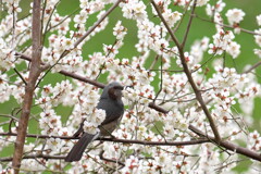花園