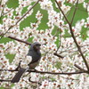 花園