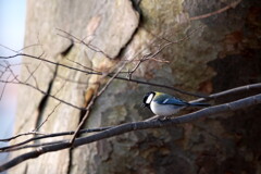 野鳥9