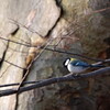 野鳥9