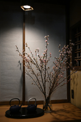 啓翁桜