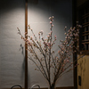 啓翁桜