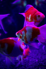 アートアクア