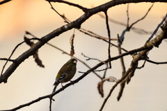 野鳥6