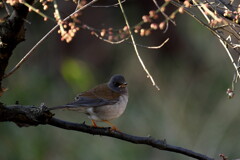 野鳥