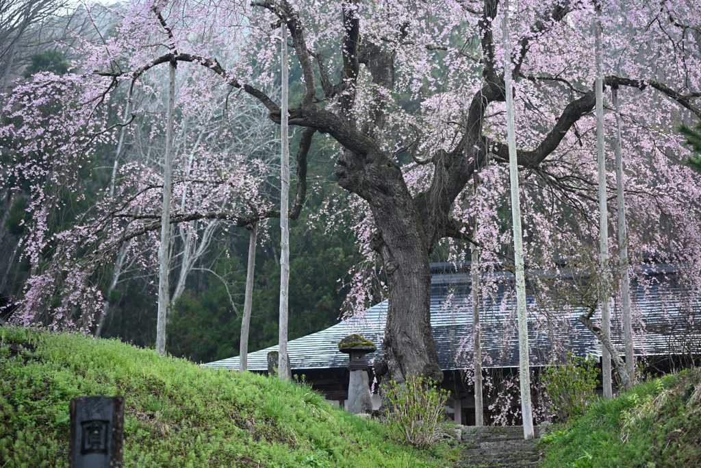 枝垂れ桜