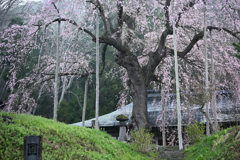 枝垂れ桜