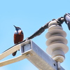 野鳥