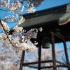 桜日和