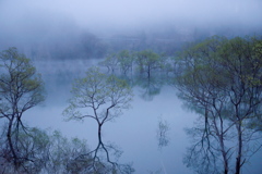 水没林