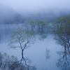 水没林