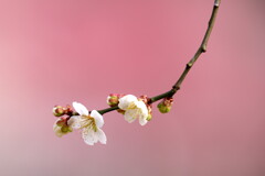 春色