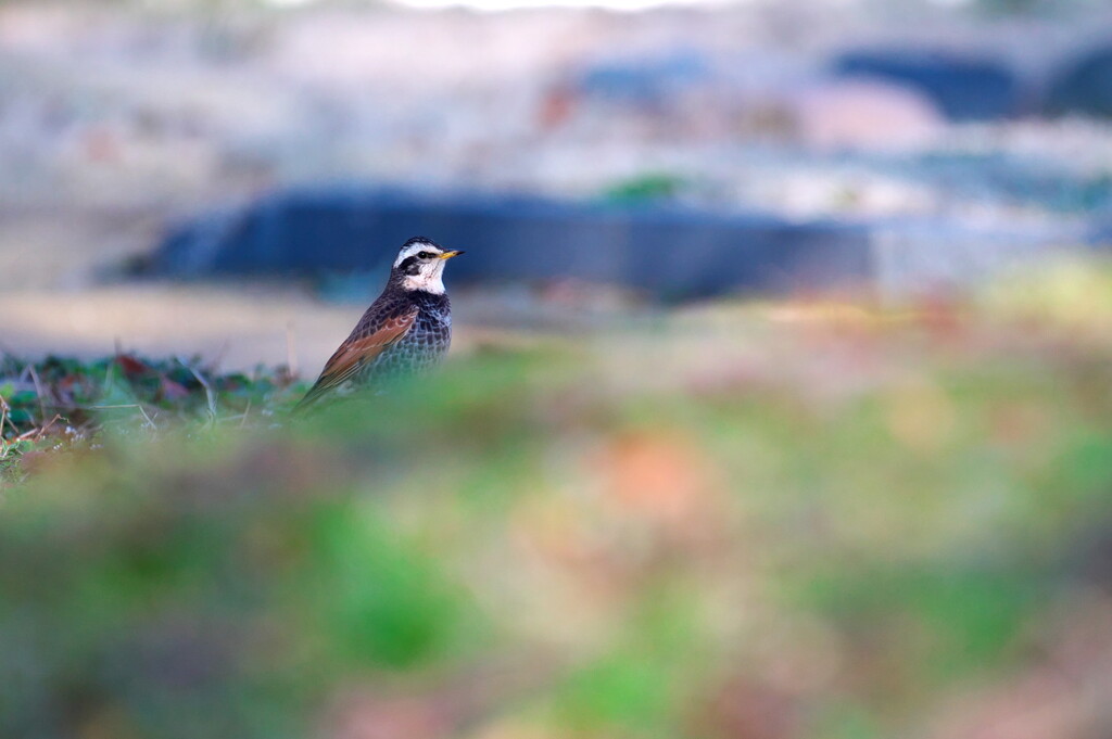 野鳥3