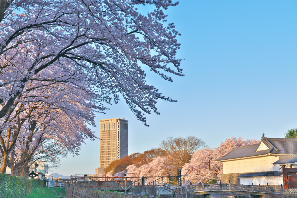 桜盛り