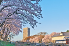 桜盛り