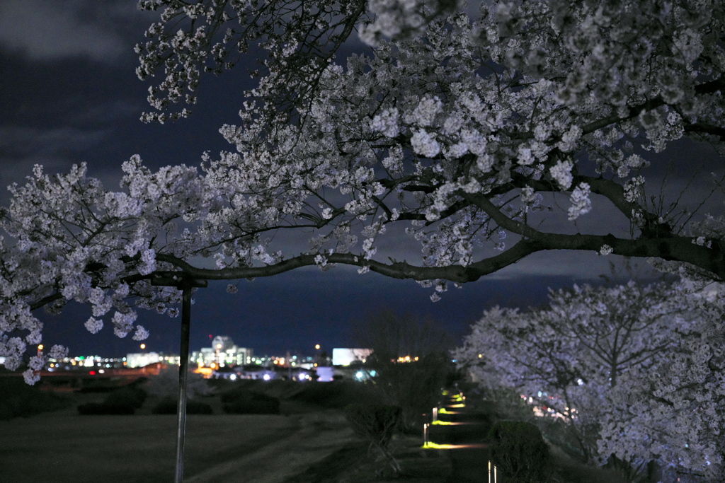 夜桜