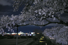 夜桜