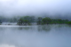 水没林