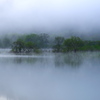 水没林