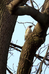 野鳥11
