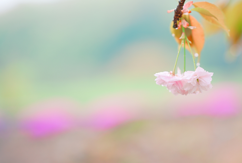 八重桜